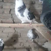 سلام به همه عشق باز ها چند کبوتر  برای فروش