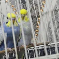 مرغ عشق رینبو و اسپانگل