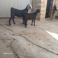 بز و بزغاله