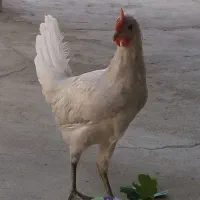 خروس