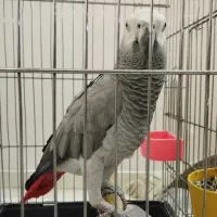 طوطی کاسکو شیطون