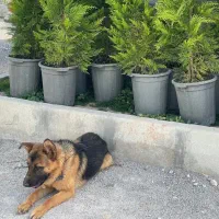 سگ ژرمن