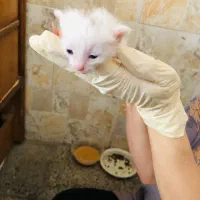 واگذاری ۷ عدد بچه گربه