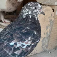 کفتر