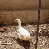 اردک