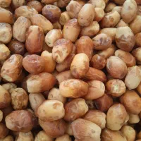 خرمای زاهدی(قصب)