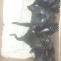 بچه گربه، واگذاری رایگان