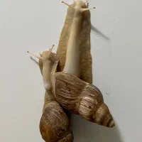 حلزون