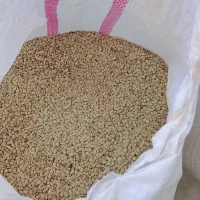 عدس خومالی جوان