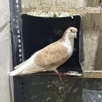 کبوتر چادری