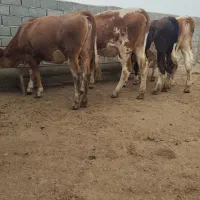 گوساله تلیسه خیلی چاق