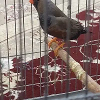 جفت شارکول انگلیسی دروشت