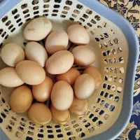 تخم مرغ محلی تازه
