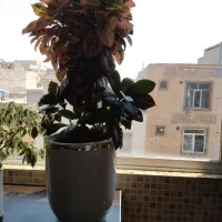 گل کروتن بسیار زیبا