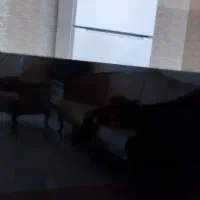 نوو تلویزون مبل