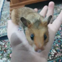 همستر رام رام دستی