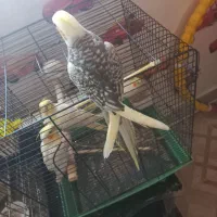 ۴ عددعروس هلندی