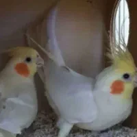 عروس هلندی نر آماده  ماده آماده و جفت