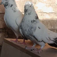کبوتر