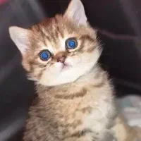 اسکاتیش بریتیش تبی گلد و گلدny12