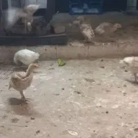 فروش بوقلمون