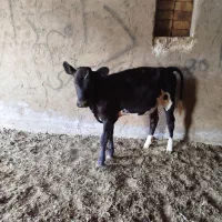 گوساله