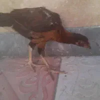 جوجه لاری