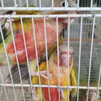 ملنگو خورشیدی گرینچیک