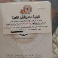 سگ پامر نر اصلی