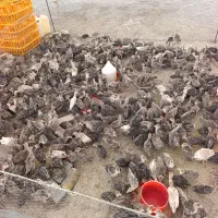 جوجه بوقلمون برنز پنجاه روزه