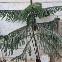 گل طبیعی