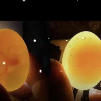 تخم عروس هلندی نطفه دار