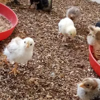 جوجه یک ماهه مرغ و خروس بومی گلپایگان