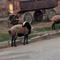 گوسفند شال شیره دار فروشی