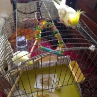 یک جفت عروس هلندی المینوبامیبینو