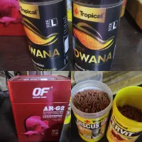 غذای ماهی تروپیکال آروانا چانا مانستر گوشت خوار را