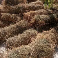 فروش یونجه