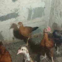 جوجه خونگی شروه ای