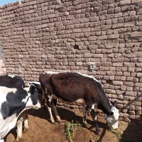 گاو شیری و گوساله