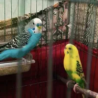 یک جفت مرغ عشق