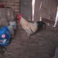 خروس