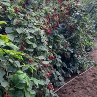 نهال تمشک درشت خوشه ای بدون خار