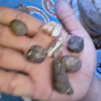 گوهر|جواهرات|پردیس, فاز ۶|دیوار