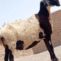 مری گوسفند ابست جملزا