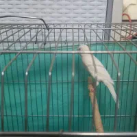 معاوضه  با سهره