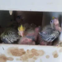 شش جفت عروس هلندی مولد با جوجه و تخم