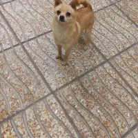 فیندو نر یک ساله و نیم