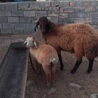 قوچ همو ۱۰۰درصد ژن چند قلو زای