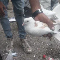 کبوتر