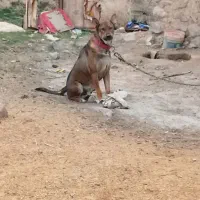 واگذاری سگ نگهبان